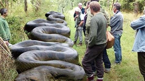 largest snake ever discovered.